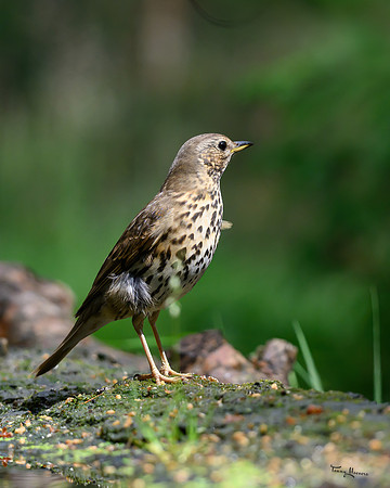 vogelhut_zuurberg_TH_0900