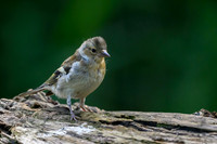eays_vogelhut_TH_1116