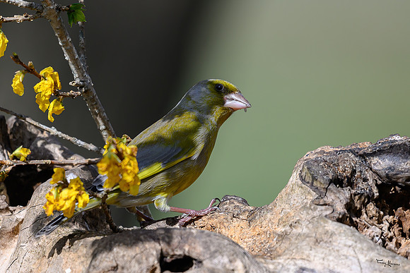 rays_vogelhut_TH_0456