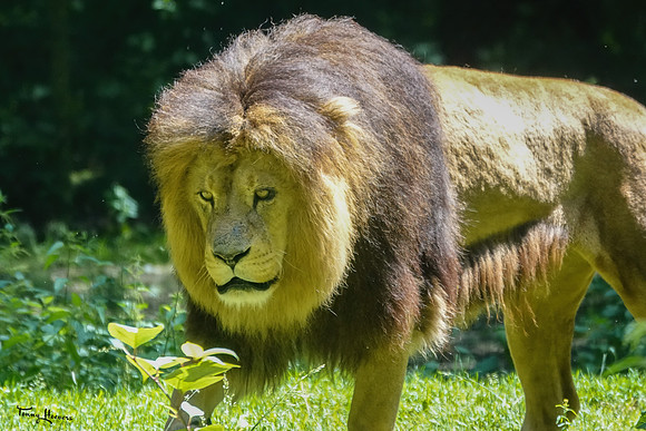 burgerszoo_TH_1212