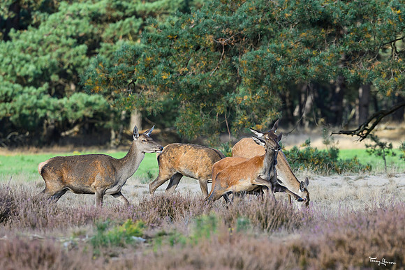 hogeveluwe_TH_1654