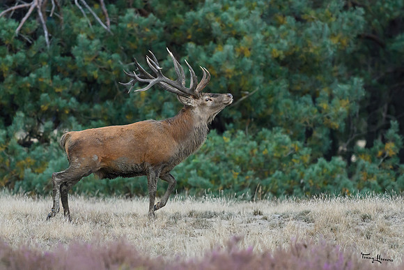 hogeveluwe_TH_1605
