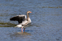 lingezegen_TH_0478