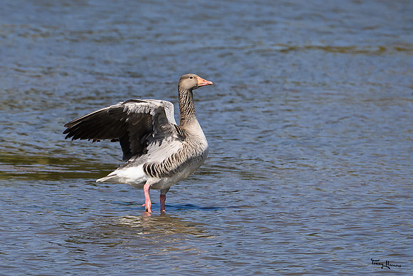lingezegen_TH_0478