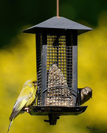 tuinhut1_TH_0687