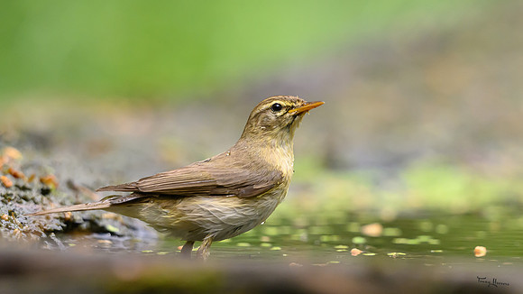 vogelhut_zuurberg_TH_0903