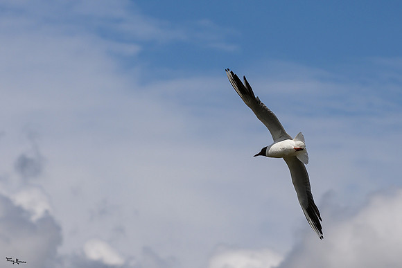 lingezegen_TH_1278