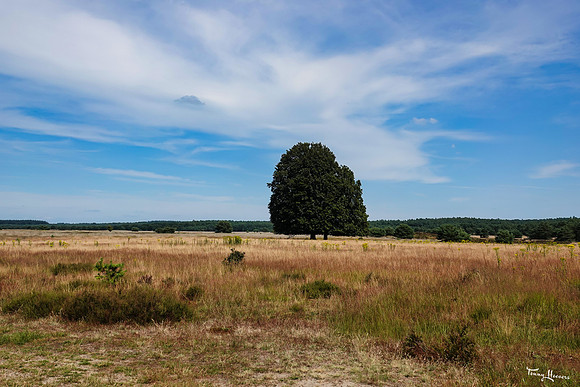 hogeveluwe_TH_1354