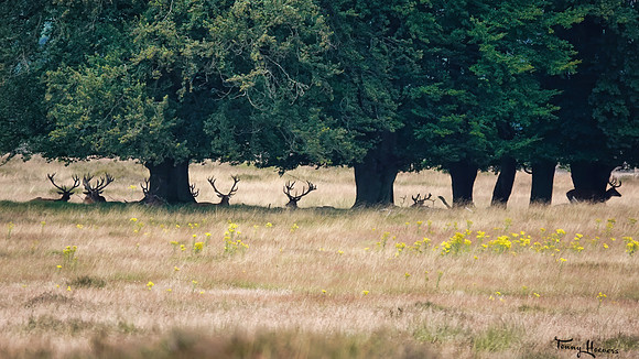 hogeveluwe_TH_1352