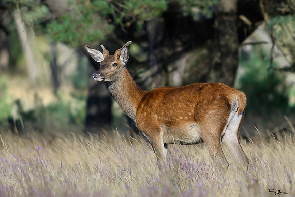 hogeveluwe_TH_1571