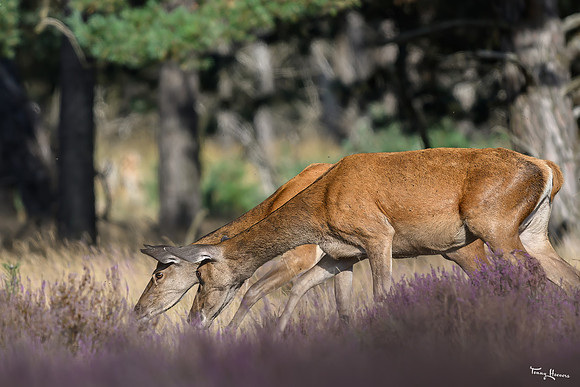 hogeveluwe_TH_1562