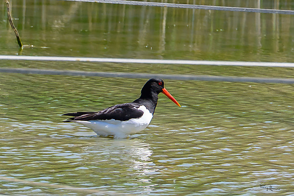 lingezegen_TH_0754