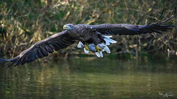 valk_roofvogels_TH_1771