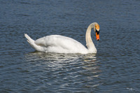 lingezegen_TH_0479