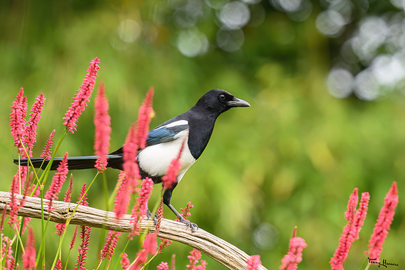 tuinhut_TH_1793