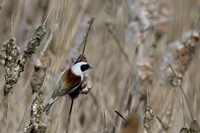 lingezegen_TH_0477