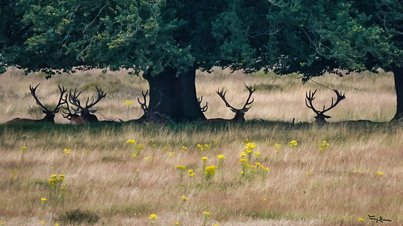 hogeveluwe_TH_1351