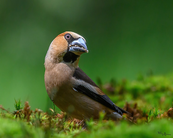 vogelhut_zuurberg_TH_0874