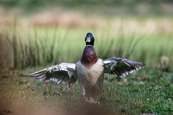 rays_vogelhut_TH_0439