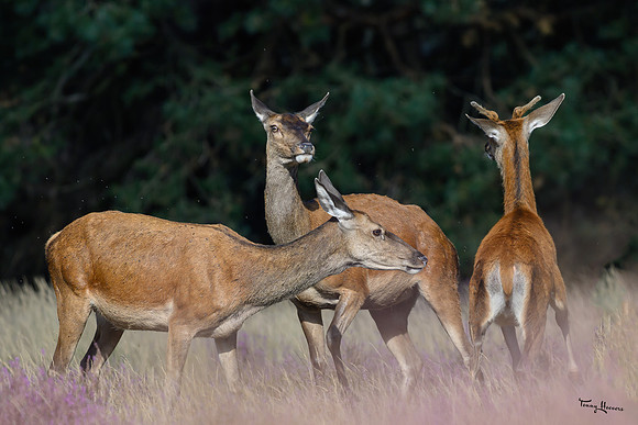 hogeveluwe_TH_1564