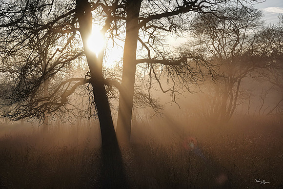 hogeveluwe_TH_0134