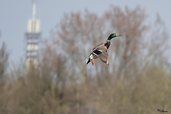 lingezegen_TH_0392