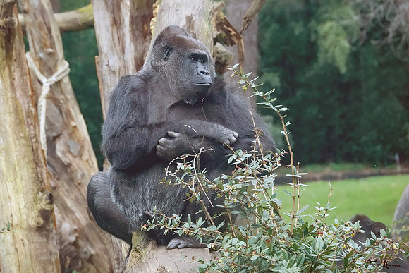 burgerszoo_TH_0498