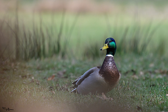 rays_vogelhut_TH_0438