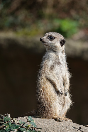 burgerszoo_TH_0479