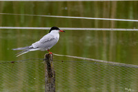 rondje_lingezegen_TH_0913