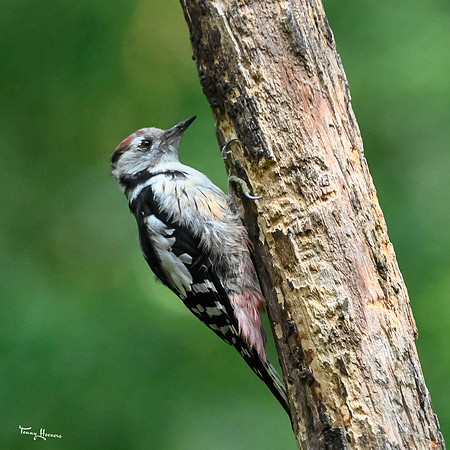 vogelhut_espelo_TH_1516