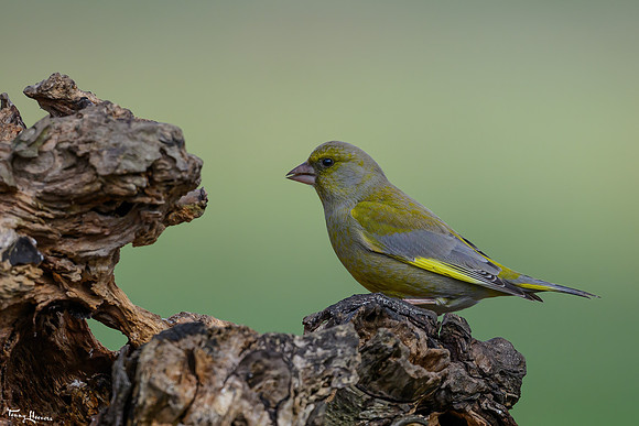 rays_vogelhut_TH_0445