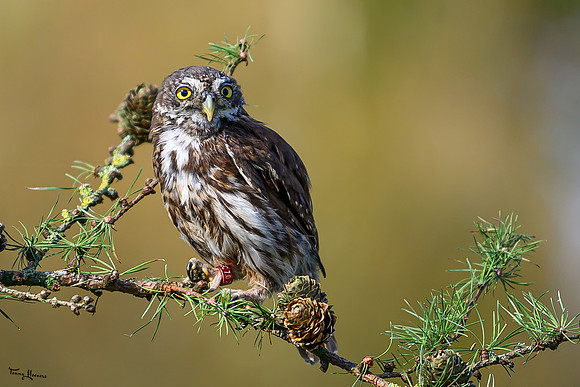 valk_roofvogels_TH_1728