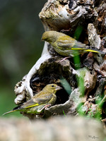 eays_vogelhut_TH_1124