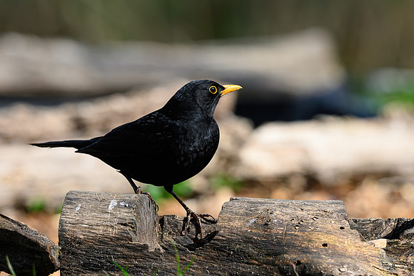 rays_vogelhut_TH_0441
