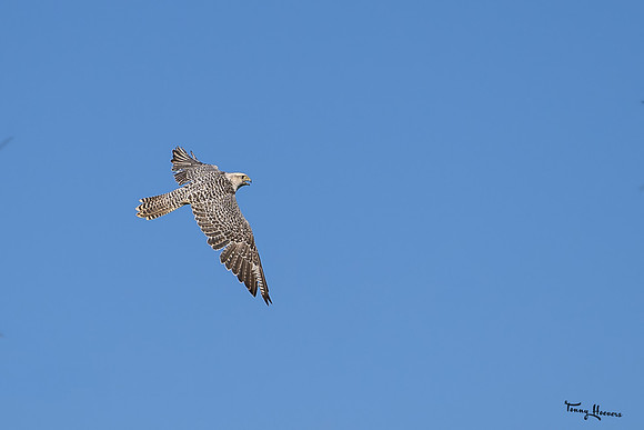 valk_roofvogels_TH_1744