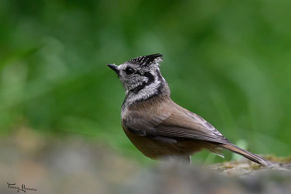 vogelhut_zuurberg_TH_0864