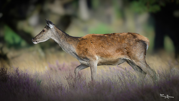 hogeveluwe_TH_1563