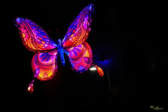 ouwehand_light_zoo_TH_0090