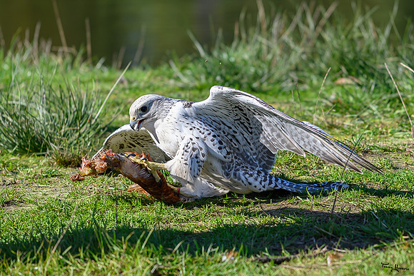 valk_roofvogels_TH_1747