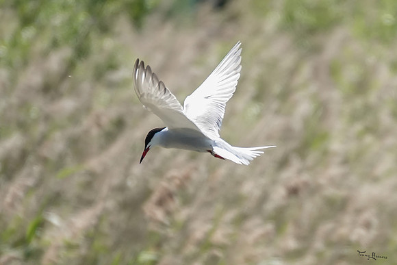 lingezegen_TH_0766