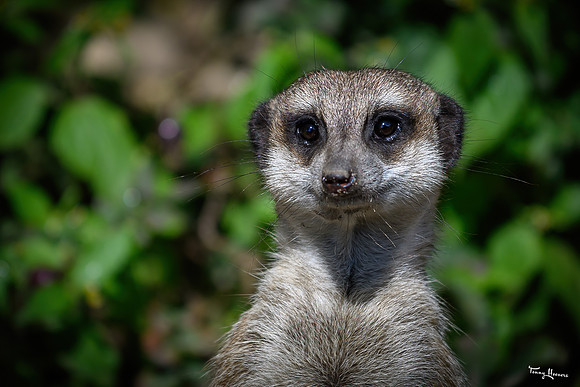 burgerszoo_TH_1336