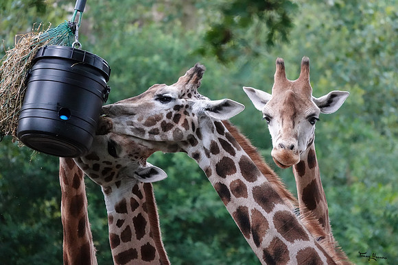 burgerszoo_TH_1209