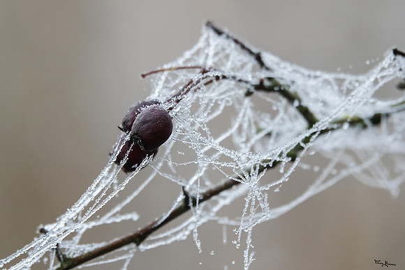 mist_omgeving_TH_0050