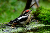 vogelhut_zuurberg_TH_1143