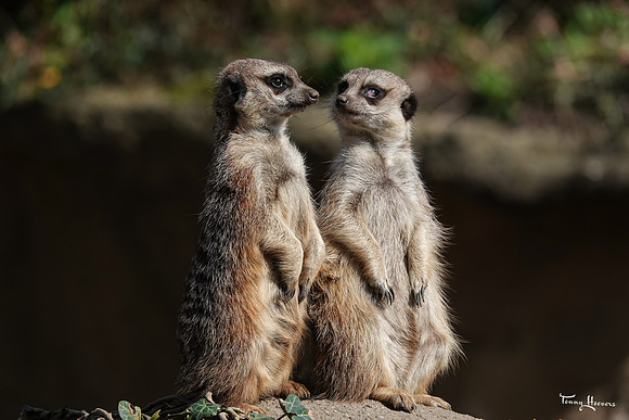 burgerszoo_TH_0480