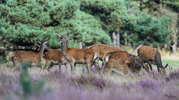hogeveluwe_TH_1557