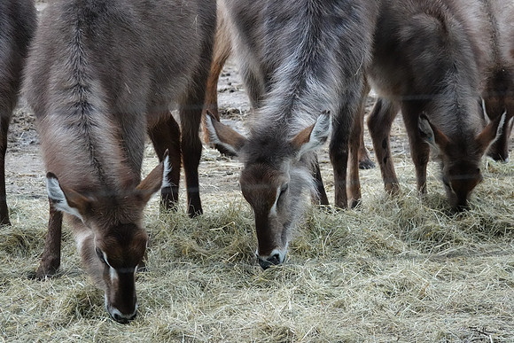 burgerszoo_TH_1208