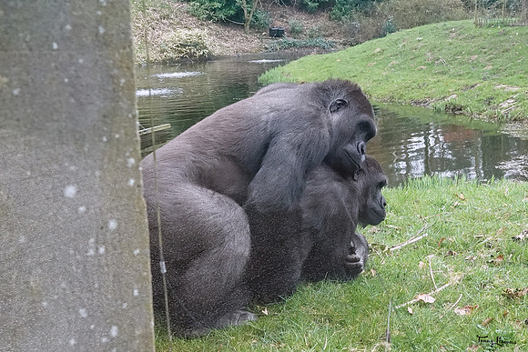 burgerszoo_TH_0493