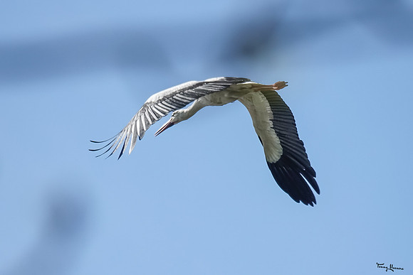 lingezegen_TH_0631